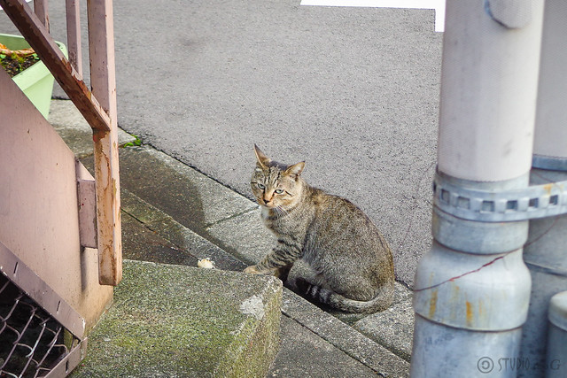 Today's Cat@2014-10-02