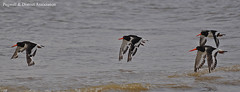 Oyster Catchers Pegwell Bay