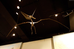 Pterodactyl skeleton hangs from ceiling • <a style="font-size:0.8em;" href="http://www.flickr.com/photos/34843984@N07/14919299704/" target="_blank">View on Flickr</a>