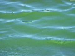 Green Waves • <a style="font-size:0.8em;" href="http://www.flickr.com/photos/34843984@N07/15236732500/" target="_blank">View on Flickr</a>