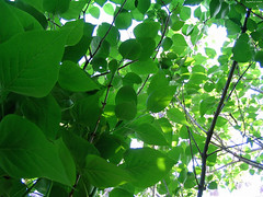 Green Leaf Tunnel to Sun • <a style="font-size:0.8em;" href="http://www.flickr.com/photos/34843984@N07/15236767047/" target="_blank">View on Flickr</a>
