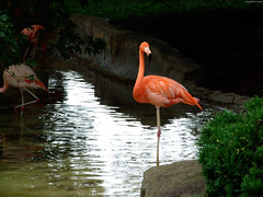 Caribbean Flamingo startled • <a style="font-size:0.8em;" href="http://www.flickr.com/photos/34843984@N07/15516192046/" target="_blank">View on Flickr</a>