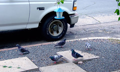 Rock Pigeons feeding by the sidewalk • <a style="font-size:0.8em;" href="http://www.flickr.com/photos/34843984@N07/14919976763/" target="_blank">View on Flickr</a>