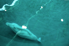Beluga Whale • <a style="font-size:0.8em;" href="http://www.flickr.com/photos/34843984@N07/15354005617/" target="_blank">View on Flickr</a>