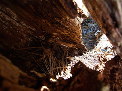 Inside Hollowed Out Stump • <a style="font-size:0.8em;" href="http://www.flickr.com/photos/34843984@N07/15421674461/" target="_blank">View on Flickr</a>