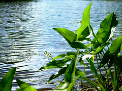 Energized River Leaves • <a style="font-size:0.8em;" href="http://www.flickr.com/photos/34843984@N07/15421871831/" target="_blank">View on Flickr</a>