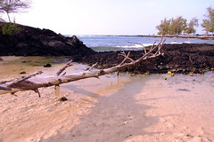 Fallen tree over tide pool • <a style="font-size:0.8em;" href="http://www.flickr.com/photos/34843984@N07/15546824815/" target="_blank">View on Flickr</a>