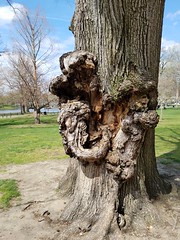 4-19-2017: Gnarly trunk. Boston, MA