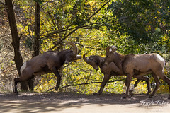 Bighorn ram collision sequence - 2 of 4