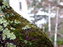 Mossy Tree Yin Yang • <a style="font-size:0.8em;" href="http://www.flickr.com/photos/34843984@N07/15424760892/" target="_blank">View on Flickr</a>