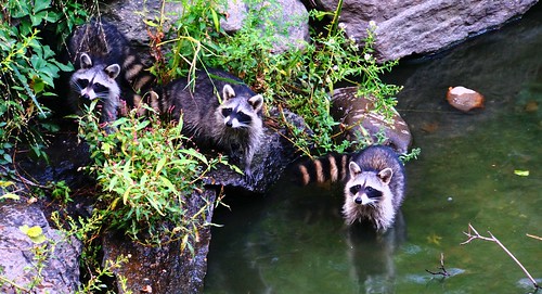 Raccoons in Central Park