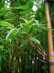 Patch of green Bamboo trees • <a style="font-size:0.8em;" href="http://www.flickr.com/photos/34843984@N07/15546542495/" target="_blank">View on Flickr</a>