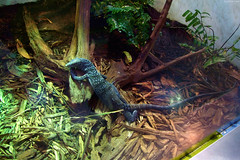 Blue Tree Monitor Lizard • <a style="font-size:0.8em;" href="http://www.flickr.com/photos/34843984@N07/14919265664/" target="_blank">View on Flickr</a>