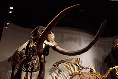 Mastodon skeleton • <a style="font-size:0.8em;" href="http://www.flickr.com/photos/34843984@N07/15354034417/" target="_blank">View on Flickr</a>