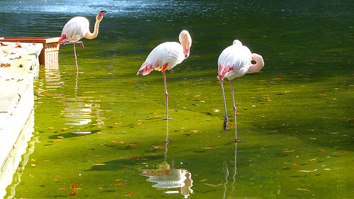 Flamingos im Mainzer Volkspark