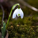 Snowdrop Blossom • <a style="font-size:0.8em;" href="http://www.flickr.com/photos/124671209@N02/33746963211/" target="_blank">View on Flickr</a>