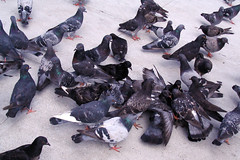 Pigeons fighting over food • <a style="font-size:0.8em;" href="http://www.flickr.com/photos/34843984@N07/14926006843/" target="_blank">View on Flickr</a>
