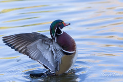 A wood duck dries itself off