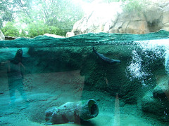 Northern River Otter swimming around • <a style="font-size:0.8em;" href="http://www.flickr.com/photos/34843984@N07/15353269909/" target="_blank">View on Flickr</a>