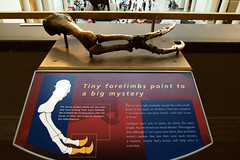 Tyrannosaurus Rex forelimb • <a style="font-size:0.8em;" href="http://www.flickr.com/photos/34843984@N07/15354474310/" target="_blank">View on Flickr</a>