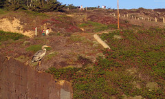 Great Blue Heron perched on Sutro Baths ruins • <a style="font-size:0.8em;" href="http://www.flickr.com/photos/34843984@N07/15522936226/" target="_blank">View on Flickr</a>