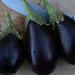 Eggplants & rain • <a style="font-size:0.8em;" href="http://www.flickr.com/photos/94970853@N03/15542771041/" target="_blank">View on Flickr</a>