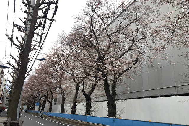 今日のエアリー西側の桜です。まだ三分咲き...