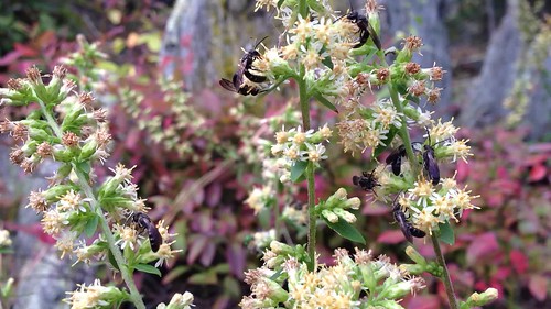 Solidago bicolor with pollinators by FritzFlohrReynolds, on Flickr