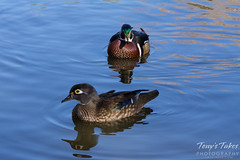 Wood duck drake and hen.