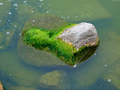 Green Mossy Boulder • <a style="font-size:0.8em;" href="http://www.flickr.com/photos/34843984@N07/15353355069/" target="_blank">View on Flickr</a>