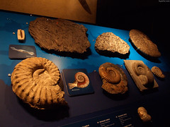 Belemnite & Ammonoid Mollusks • <a style="font-size:0.8em;" href="http://www.flickr.com/photos/34843984@N07/15354038757/" target="_blank">View on Flickr</a>