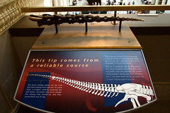 Tyrannosaurus Rex tail • <a style="font-size:0.8em;" href="http://www.flickr.com/photos/34843984@N07/15354473500/" target="_blank">View on Flickr</a>