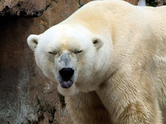 Polar Bear sticking his tongue out • <a style="font-size:0.8em;" href="http://www.flickr.com/photos/34843984@N07/15516186936/" target="_blank">View on Flickr</a>