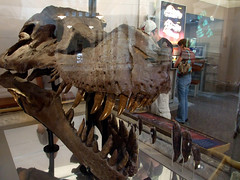 Tyrannosaurus Rex skull • <a style="font-size:0.8em;" href="http://www.flickr.com/photos/34843984@N07/15537412781/" target="_blank">View on Flickr</a>