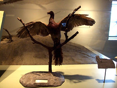 Archaeopteryx by Hayward • <a style="font-size:0.8em;" href="http://www.flickr.com/photos/34843984@N07/15540056785/" target="_blank">View on Flickr</a>