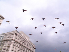 Dozens of birds circling over Pioneer Courthouse Square • <a style="font-size:0.8em;" href="http://www.flickr.com/photos/34843984@N07/15545475275/" target="_blank">View on Flickr</a>