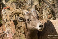 A young bighorn ram poses