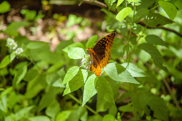 Sierra Club Ecotour - Charles C. Deam Wilderness Area - June 28, 2015