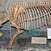 Trigonias sp. (fossil rhinoceros) (Chadron Formation, Lower Oligocene; Weld County, Colorado, USA) 1