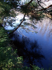 Curving Tree over Lake Ripples • <a style="font-size:0.8em;" href="http://www.flickr.com/photos/34843984@N07/15238307677/" target="_blank">View on Flickr</a>