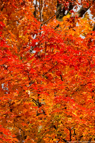 Red Maple Leaves • <a style="font-size:0.8em;" href="http://www.flickr.com/photos/65051383@N05/15366673850/" target="_blank">View on Flickr</a>