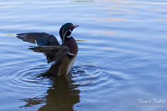 A wood duck dries itself off