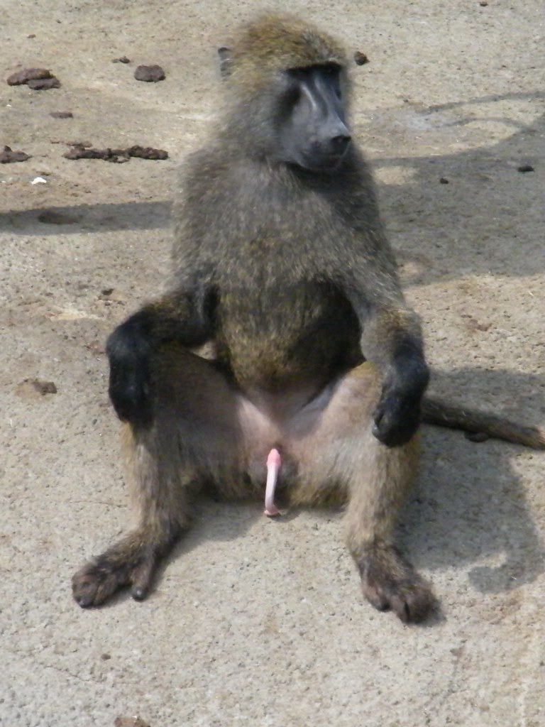 Baboon Penis 65