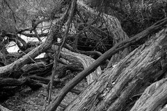 A Scary Patch of Twisted Trees • <a style="font-size:0.8em;" href="http://www.flickr.com/photos/34843984@N07/15359933309/" target="_blank">View on Flickr</a>