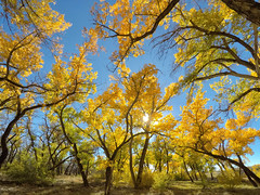 Another Bosque shot today by snowpeak, on Flickr