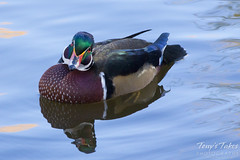 Wood duck looks quizzical.