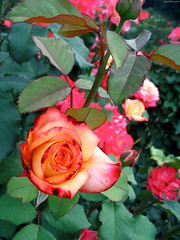 Rainbow Sorbet Rose • <a style="font-size:0.8em;" href="http://www.flickr.com/photos/34843984@N07/14924783214/" target="_blank">View on Flickr</a>