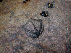 Duck footprint in path • <a style="font-size:0.8em;" href="http://www.flickr.com/photos/34843984@N07/15353741828/" target="_blank">View on Flickr</a>