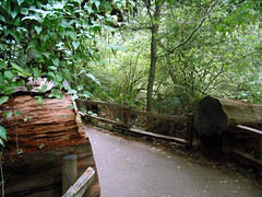 Path cutting thru fallen Redwood • <a style="font-size:0.8em;" href="http://www.flickr.com/photos/34843984@N07/15359834509/" target="_blank">View on Flickr</a>