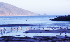 Dozens of Seagulls feeding on the beach • <a style="font-size:0.8em;" href="http://www.flickr.com/photos/34843984@N07/15360036288/" target="_blank">View on Flickr</a>